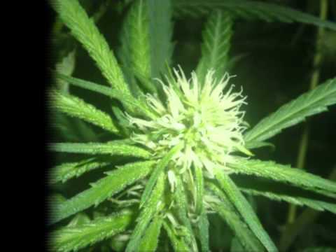 Indoor Growing Marijuana strain:: Super Silver Haze - Part 3