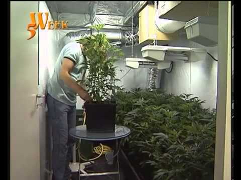 Growing Cannabis Dutch Style part 3 The Blooming Phase