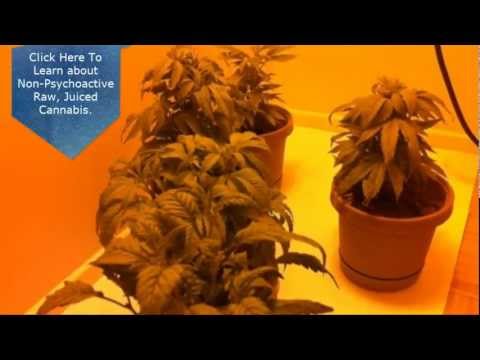 Growing Marijuana Question About Droopy Pot Plants