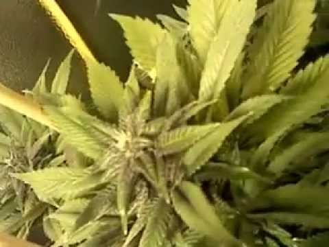 my 2nd Medical Marijuana Grow