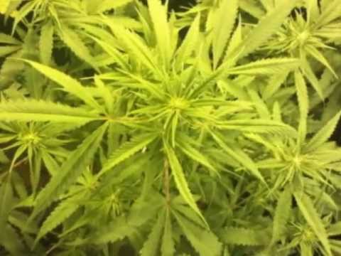 Growing Marijuana 216x PP (PowerPlant)