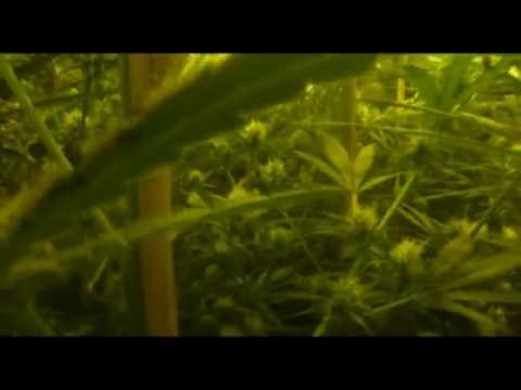 Growing Marijuana 3d virtual tour