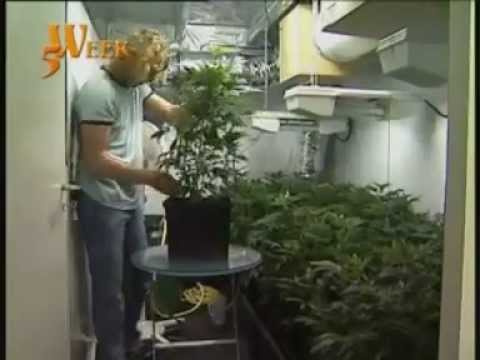 Quality Marijuana Growing
