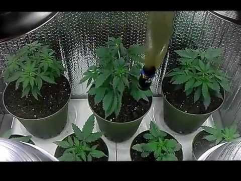 Growing With a Noob Ep. 5 -transplant, overfeeding and grow room update-