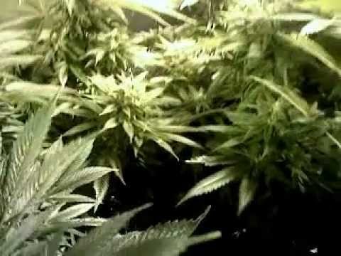 My 2nd Medical Marijuana grow (flowering week 4.5)