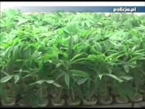 Police find massive marijuana plantation underground in Poland...