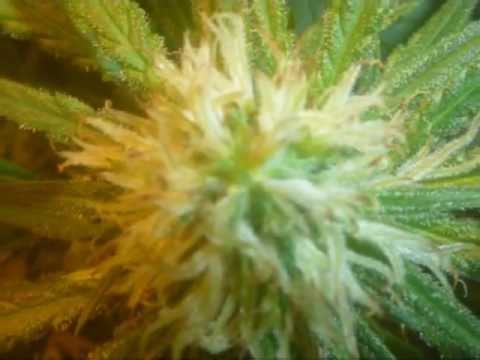 Growing Marijuana Super Silver Haze - week 5 flowering - Part 5