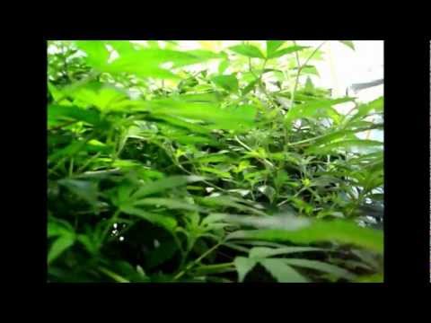 My Grow Room with new upgrades ______ My medical marijuana plants ;)