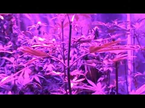 Marijuana Flowering Updates Video 2013 plus LIVE EXTRA FOOTAGE