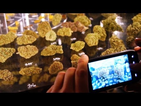 Weed Doc - The Emerald Cup