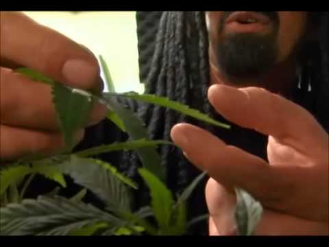 High Times - Ultimate Grow - Growing Marijuana Part 1