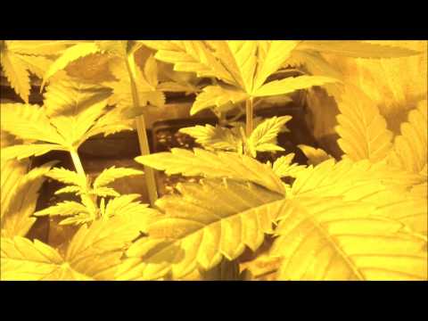 Marijuana Grow Report Dinafem Seeds Dinachem
