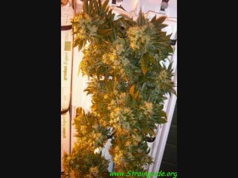 cannabis EcoSystem hydroponics Vertical Grow Guide .