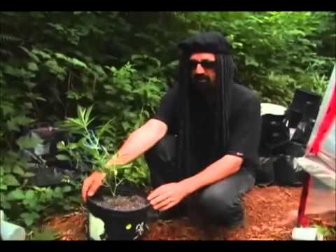 High Times - Ultimate Grow - Growing Marijuana Part 2
