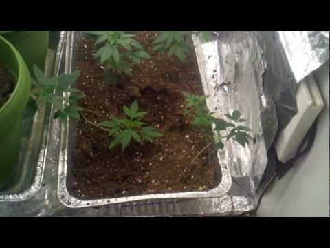 Marijuana Grow Room 3