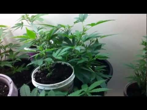 Hermaphrodite Marijuana Plant Question - Sativa Female