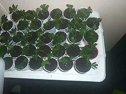 Growing Marijuana - Clones & Seedlings