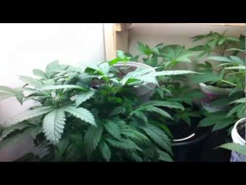 Growing Weed Update - and comment to My First Marijuana Troll
