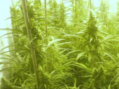 Growing Marijuana Super Silver Haze - Flowering Week 6 - Part 6/10