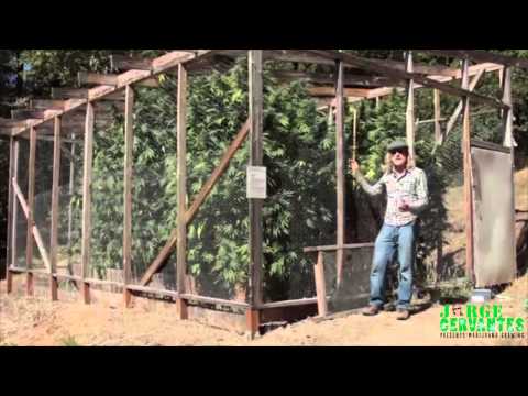 Green House Construction Tips by Jorge Cervantes - Another Green House with Plenty of Sun Light