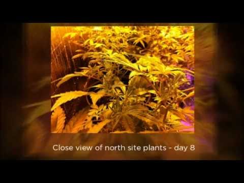 MyPotLog Feb1 Medical Marijuana Home Grow Picture Show