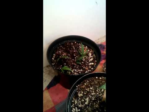 Marijuana plant growing three weeks old