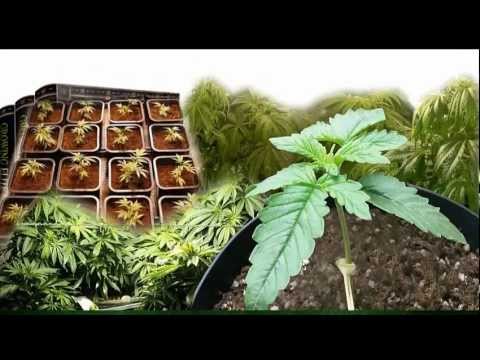Ryan Riley's Amazing ebook: Growing Elite Marijuana WEED