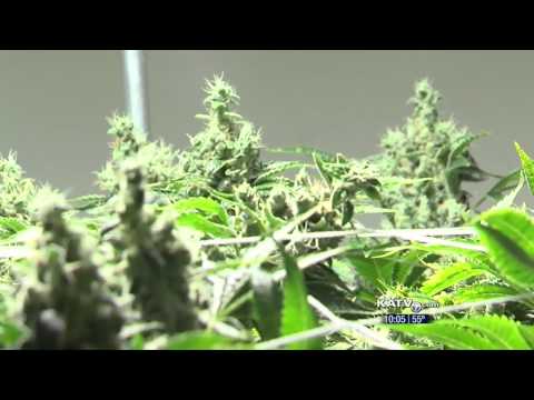 KATV: Marijuana as Medicine