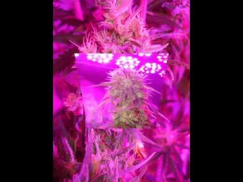 Growblu LED Grow Lights Reviews - Feb 21st 2013 Marijuana Growing Updates