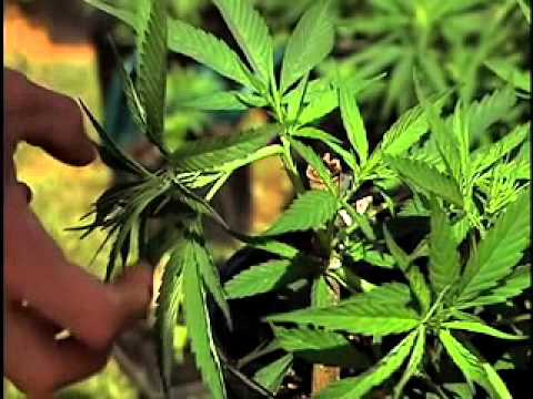 Super-Cropping: Medical Marijuana Cultivation 102