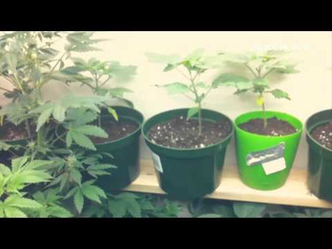 Marijuana Seedling Q and A for Home Weed Grow Op.