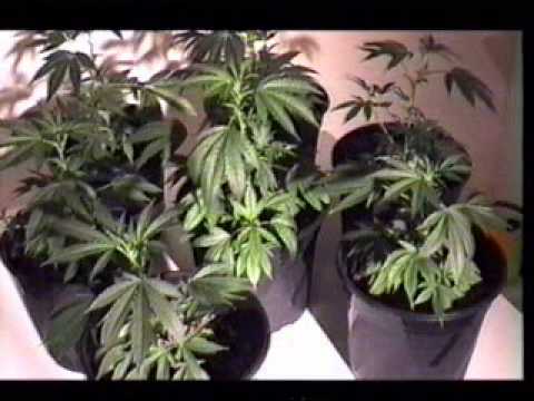 Marijuana - Guide To Growing Cannabis