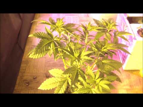 Growing Marijuana Dinafem Seeds OG Kush