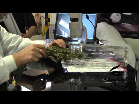 Medical Marijuana Research Lab -- Advanced Nutrients Spannabis 2013