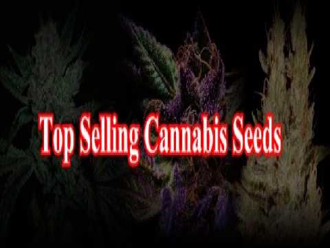 The Fact about buying High CBD Seeds