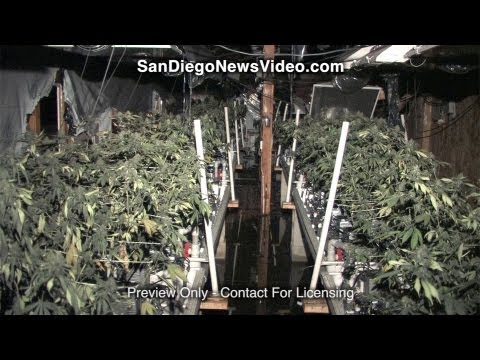 Massive Pot Growing Operation Goes Up In Flames, El Cariso