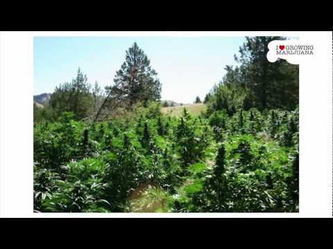 Guerrilla Marijuana Growing