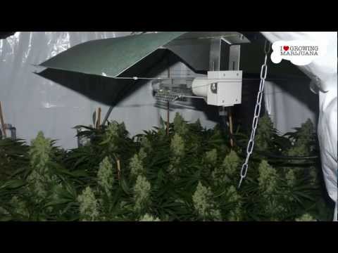 Marijuana Grow Journal - Power Plant