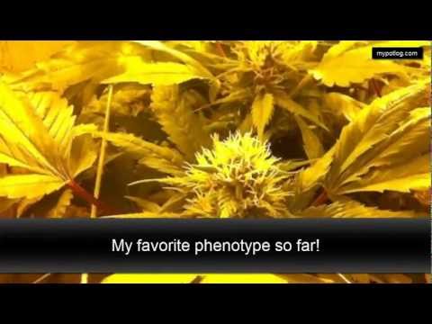 360 Degree Home Grow Op Tour - Medical Cannabis
