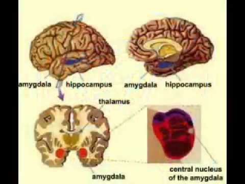 Marijuana Causes Brain Damage : Scientific proof