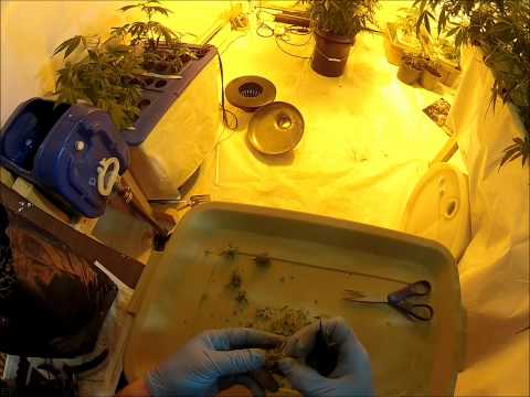 Harvesting Jack Herer Auto Flower Cannabis Marijuana Plant Weed Medical Grow