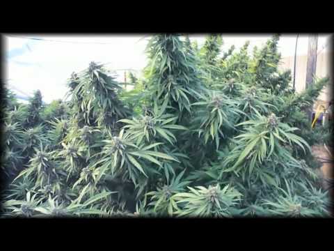 Monster Marijuana Plants - Outdoor Grow