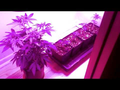 Growing Cannabis - All Girls!! :-)