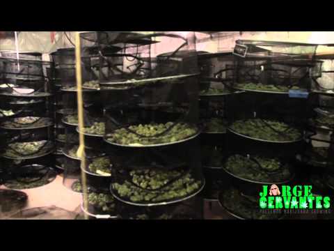 Drying Big Buds - Marijuana Growing Tips by Jorge Cervantes