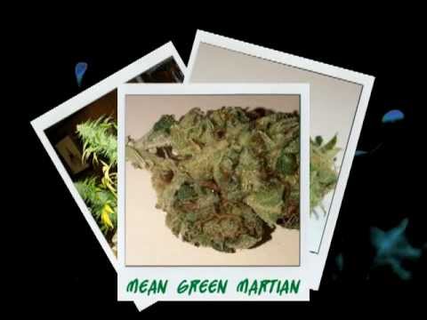 SMOKIN' (DIFFERENT TYPES OF MARIJUANA)