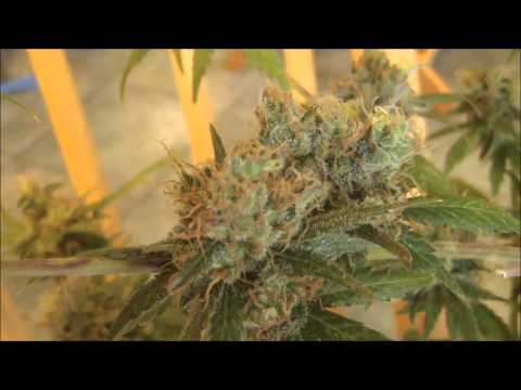 Marijuana Harvest Grape God