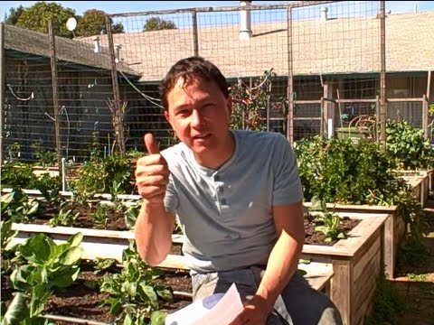 Best Crop to Grow When Guerrilla Gardening & more Organic Garden Q&A