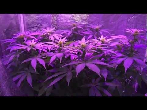 Pro-Grow 260X LED grow light - California Hash Plant