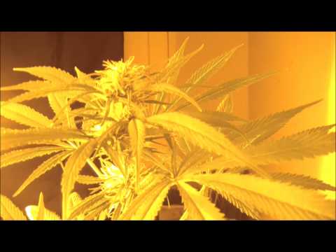 Staking A Marijuana Plant