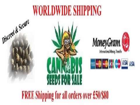 The Best Weed Strains for sale